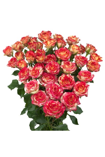 Троянда патіо Фаєр Флеш - пишні махрові бутони